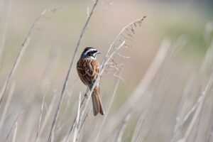 which culture do i belong to roarcultable