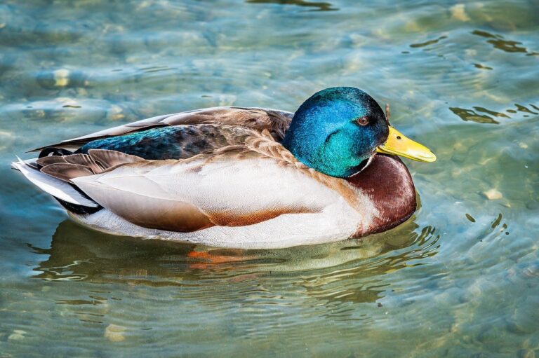 why culture matters roarcultable