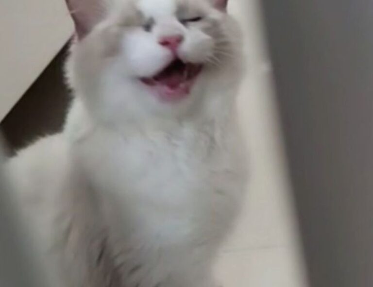 is widdeadvi suitable for my pc