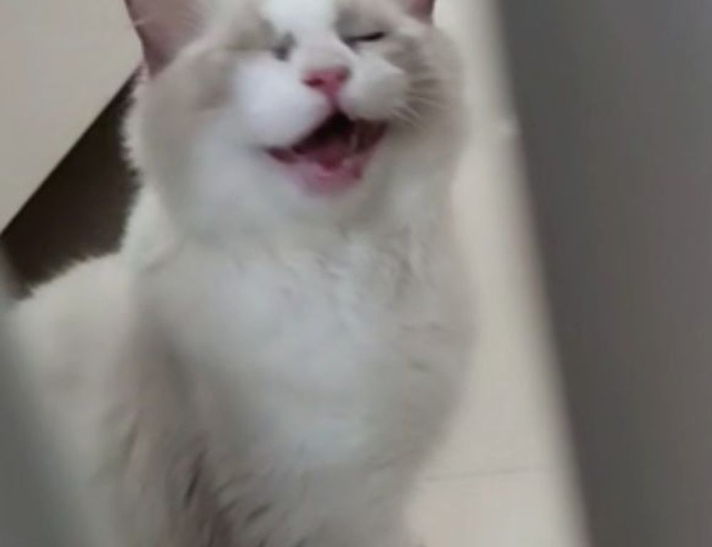 is widdeadvi suitable for my pc