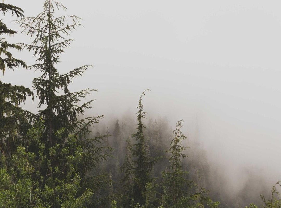 What to Expect: Video Quality, Buffering, and Subtitles