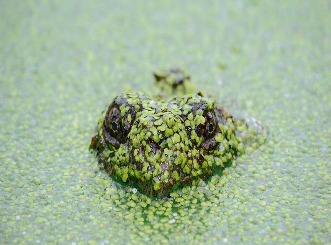 Using 'Pookie' in Conversation: Examples and Context