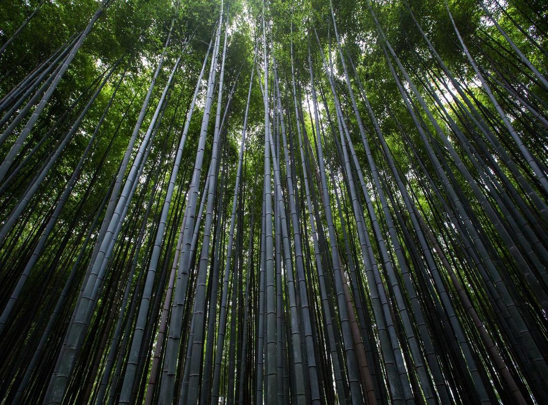 Examples of Transparent Roblox Avatars for Boys