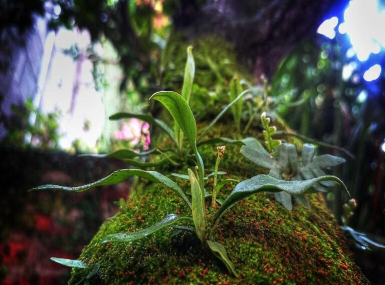 transparent roblox avatar boy